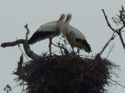 9th May 2021 - Storks