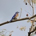 Western Bluebird by msfyste