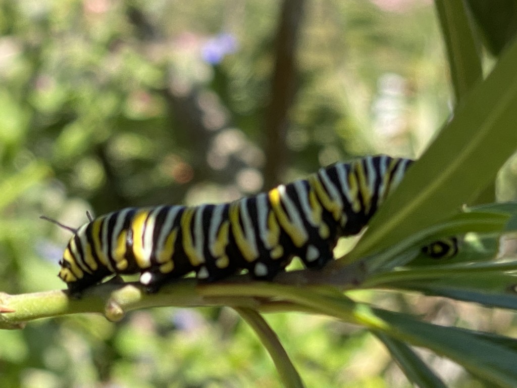 Happy Caterpillar by msfyste