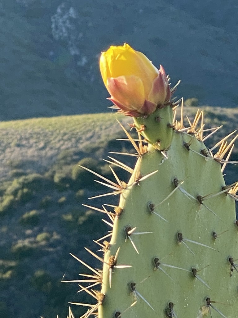 Bloomin' Cactus by msfyste