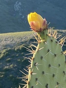 11th Mar 2021 - Bloomin' Cactus