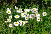 6th May 2021 - Daisy cluster