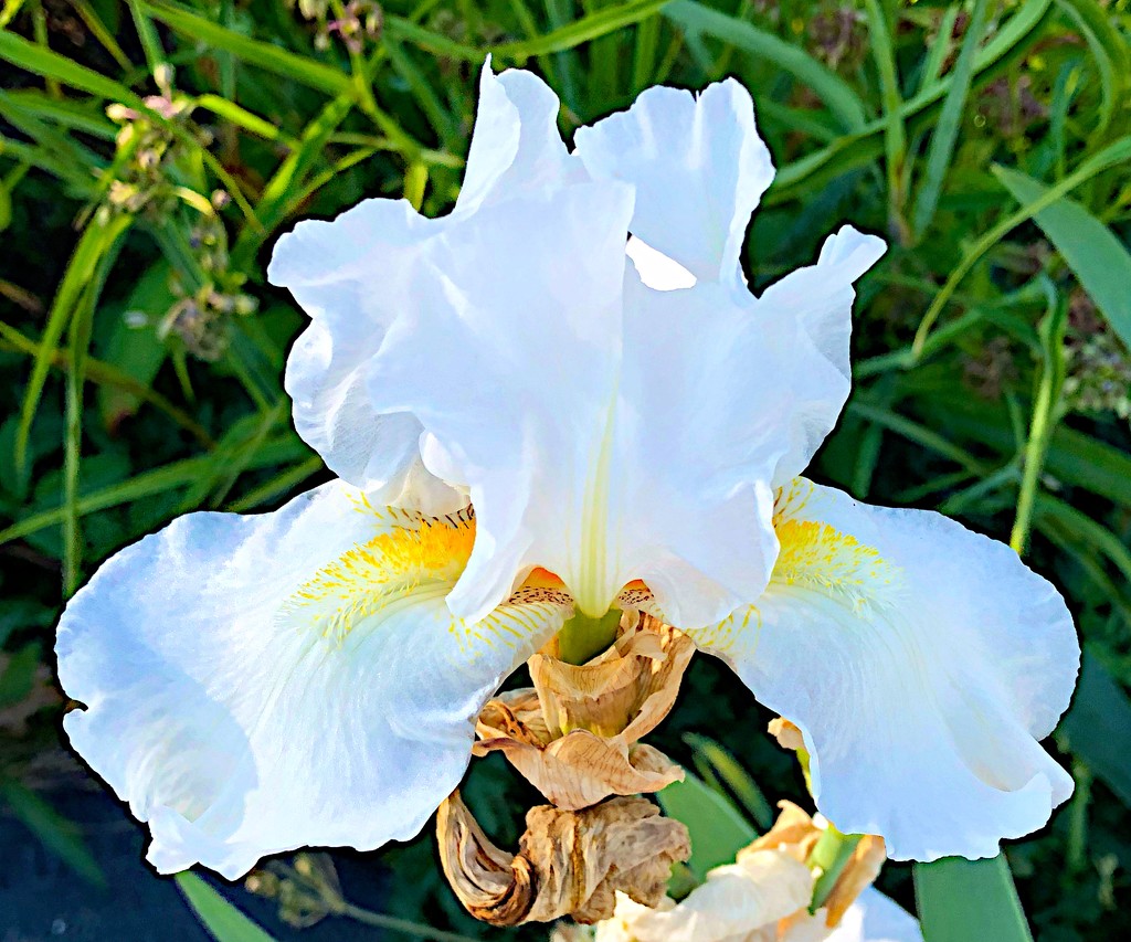 The regal splendor of an iris by congaree