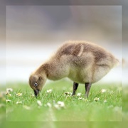 9th May 2021 - Gosling