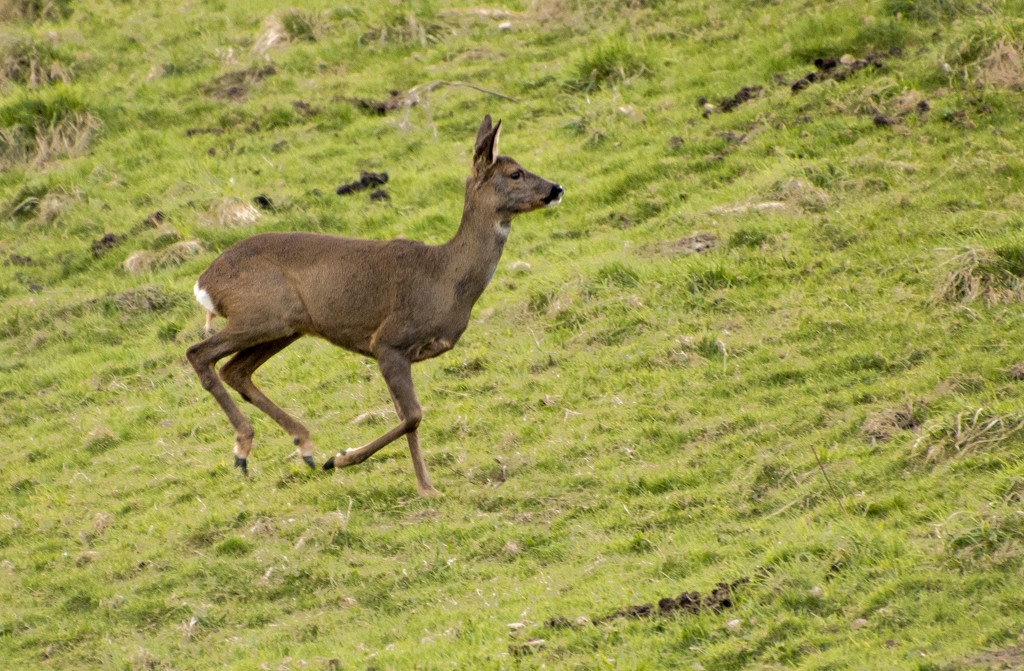 White Ar...d Deer by shepherdman