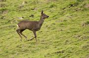9th May 2021 - White Ar...d Deer