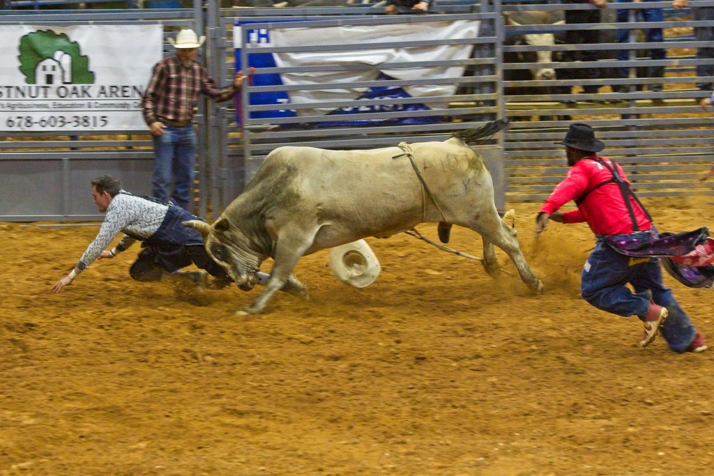 LHG-1115- bulls make them scramble by rontu
