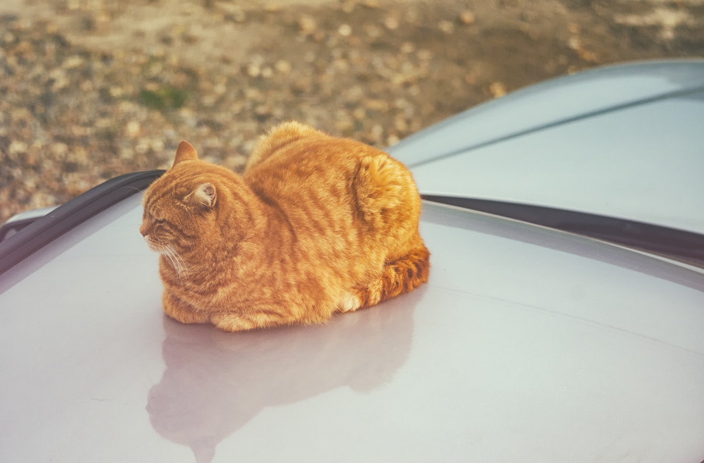 Cat On A Hot Car Roof by manek43509