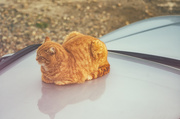 9th May 2021 - Cat On A Hot Car Roof