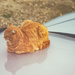Cat On A Hot Car Roof by manek43509
