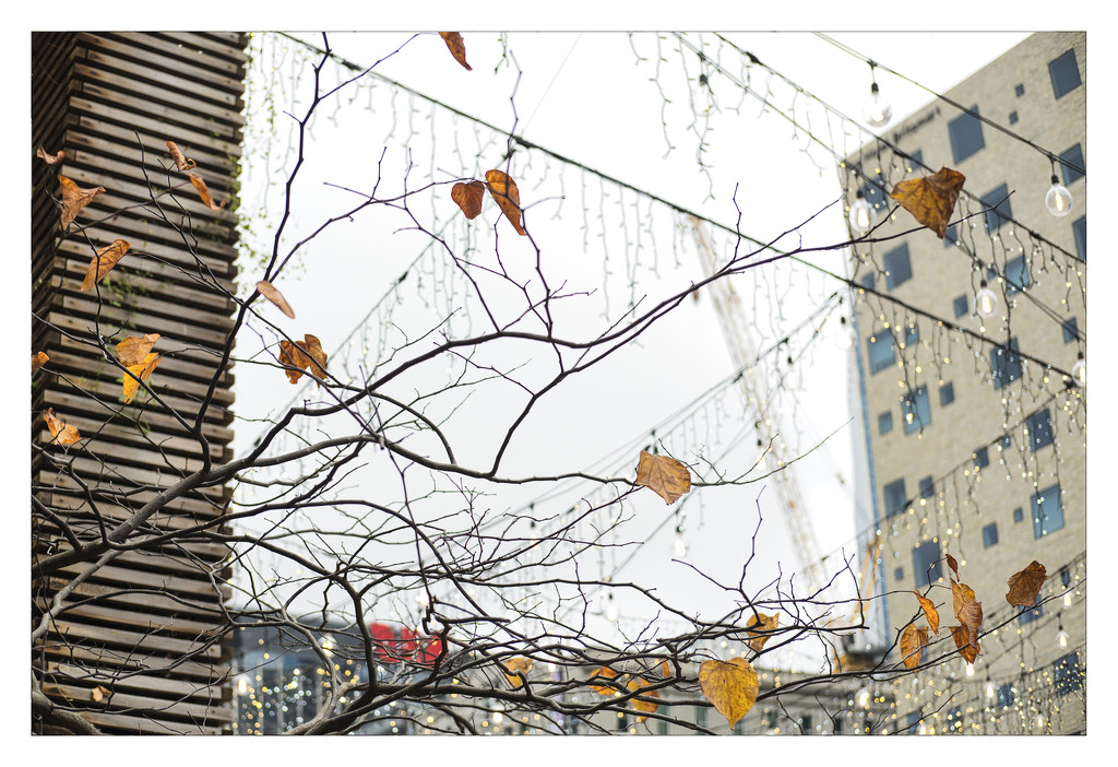 Autumn in the City by dkbarnett