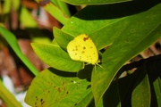 10th May 2021 -  Tiny Yellow Butterfly ~    