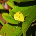  Tiny Yellow Butterfly ~     by happysnaps