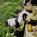 Piki Dog Eating Grass by meotzi