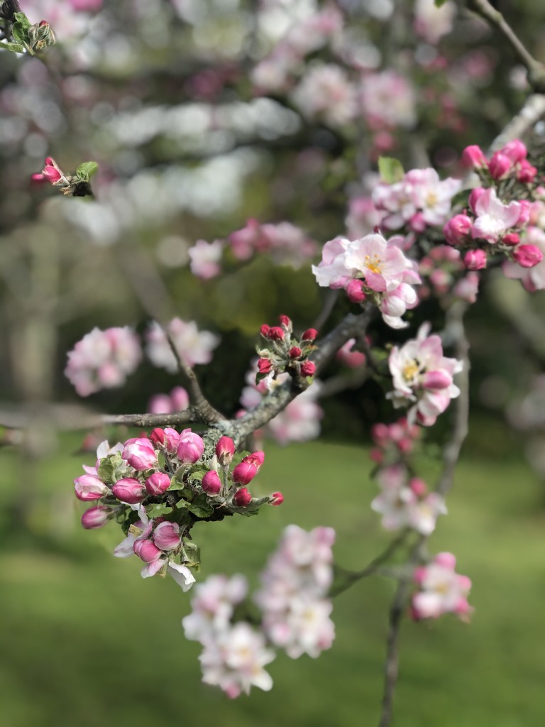 Apple Blossom by cookingkaren