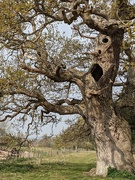 9th May 2021 - Ancient tree...been a home to many creatures.