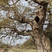 Ancient tree...been a home to many creatures. by yorkshirelady