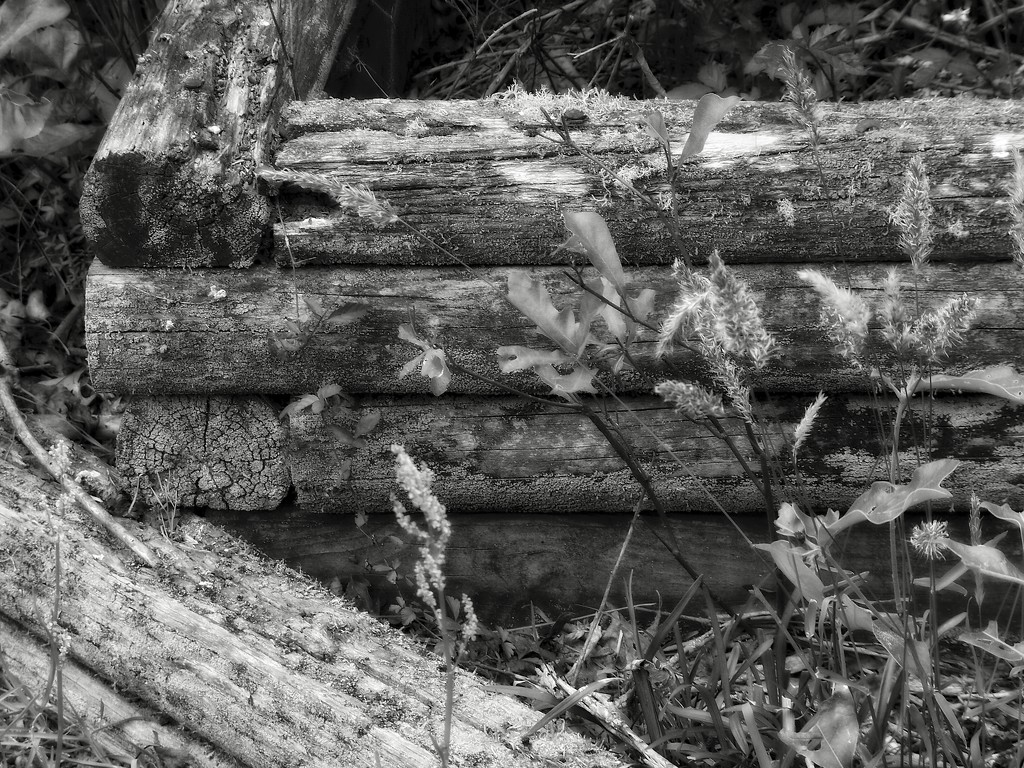 Old landscape timbers... by marlboromaam
