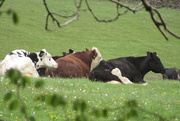9th May 2021 - I presume the brown one's the bull