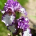 Bearded Iris by gardenfolk