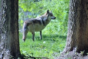 9th May 2021 - Mexican Gray Wolf