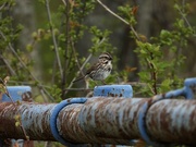 8th May 2021 - Song sparrow on railing