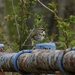 Song sparrow on railing by amyk