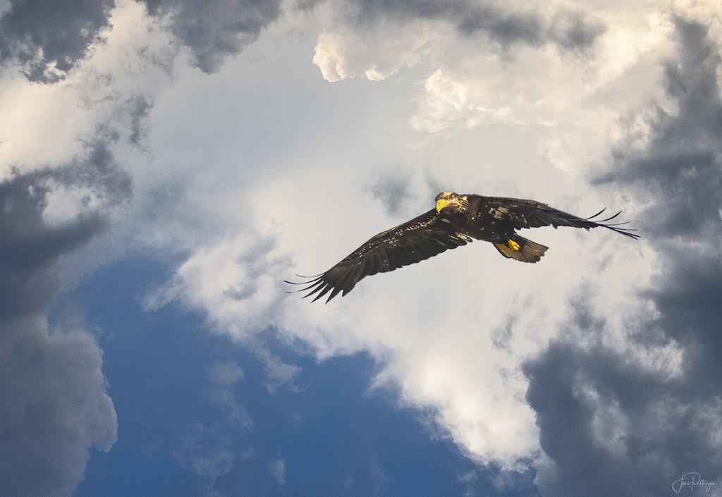 Juvenile Bald Eagle Flying Towards Me by jgpittenger