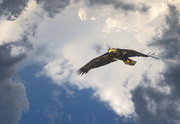 9th May 2021 - Juvenile Bald Eagle Flying Towards Me