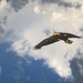 Juvenile Bald Eagle Flying Towards Me by jgpittenger