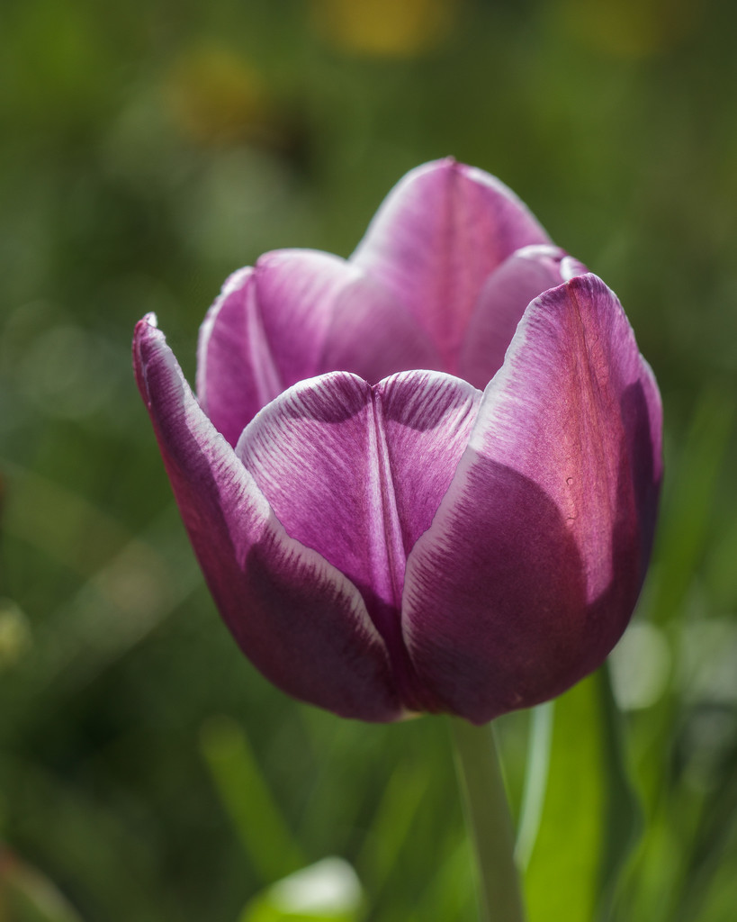 tulip for mom by aecasey