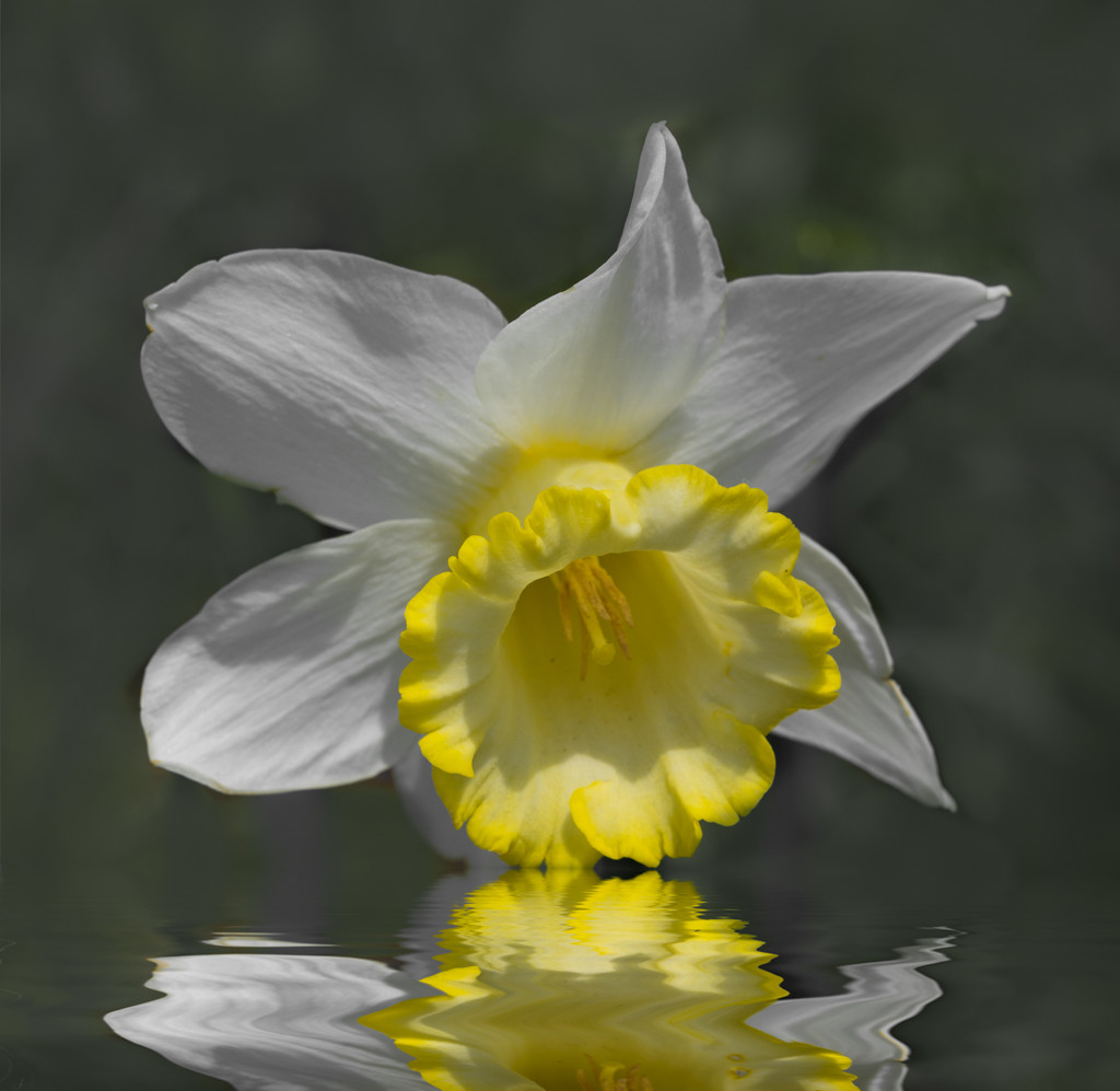Crewenna Daffodil by sprphotos