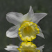 Crewenna Daffodil by sprphotos