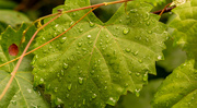 9th May 2021 - Leaf After the Rain!