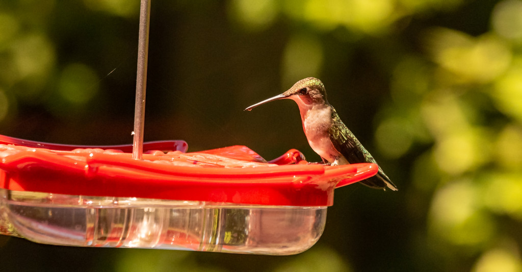 Hummingbirds Are Back! by rickster549
