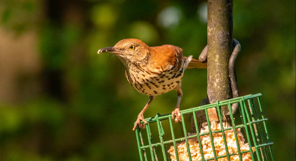 Brown Thrasher Going After the Suet! by rickster549