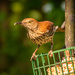 Brown Thrasher Going After the Suet! by rickster549
