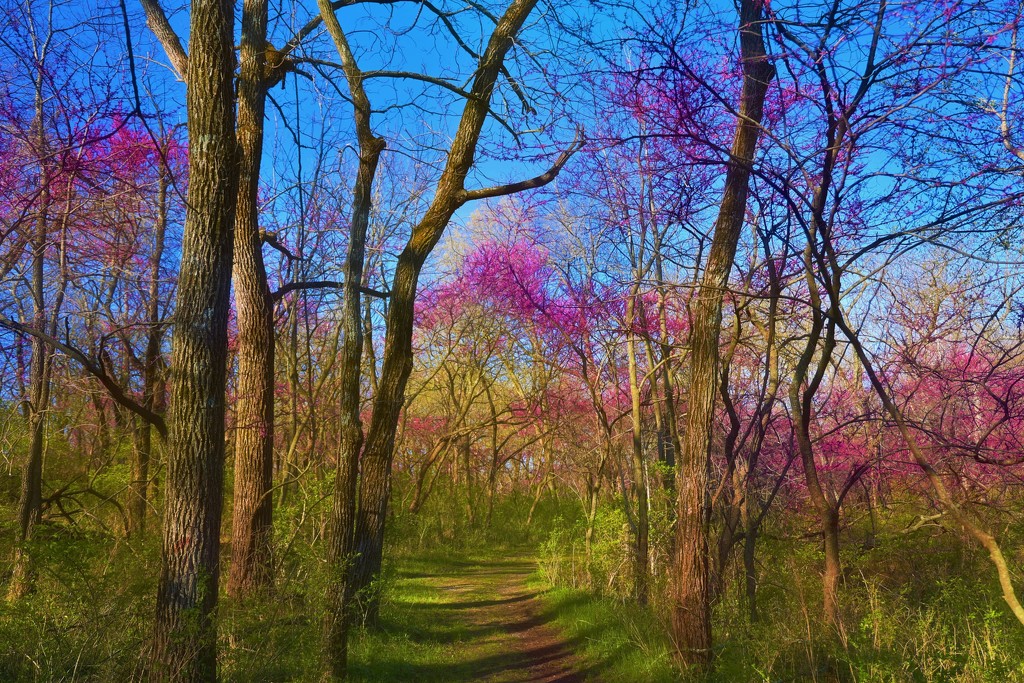 Walk in the Woods by lynnz