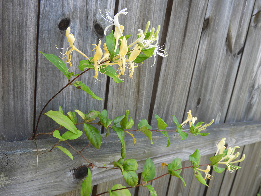 Fence invader by homeschoolmom