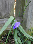 9th May 2021 - Spiderwort against the fence