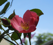 9th May 2021 - Pink rose and blue sky