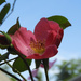 Pink rose and blue sky by homeschoolmom