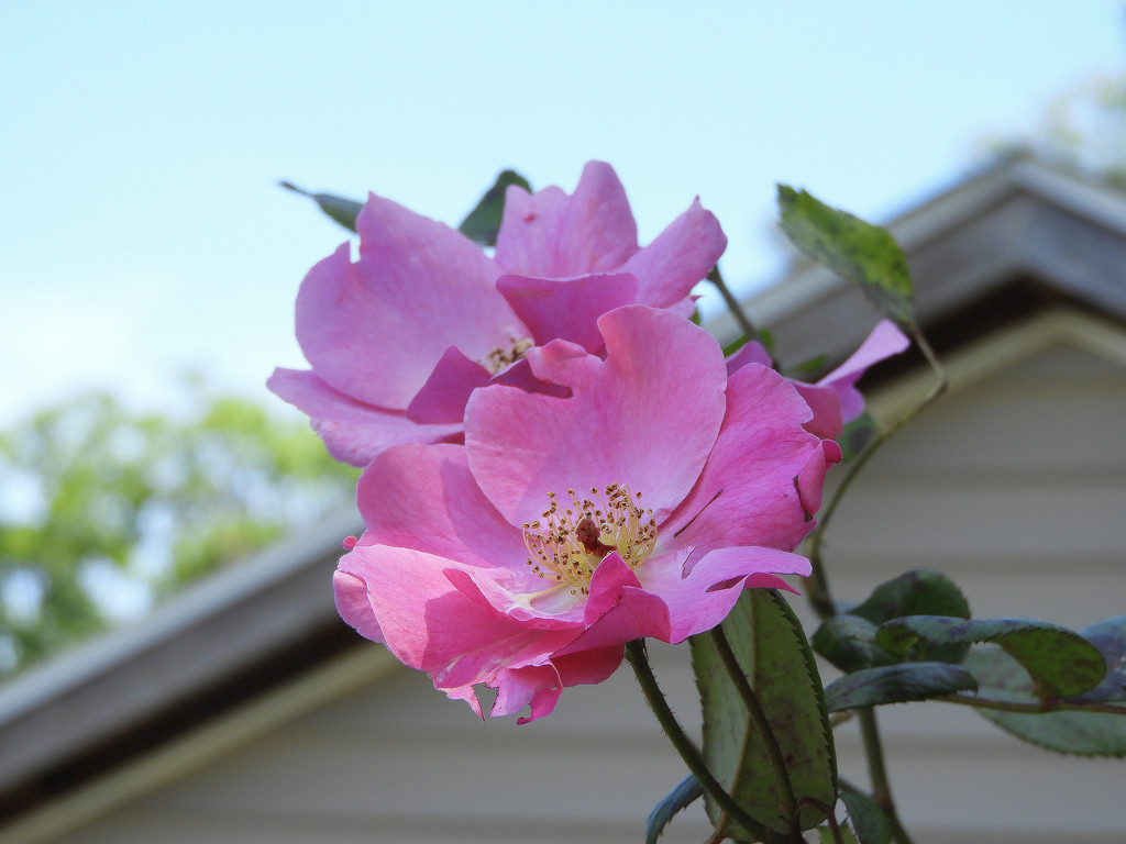 Pink roses by homeschoolmom