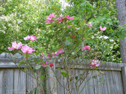 10th May 2021 - My rose bush is blooming