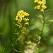 Indian Creek Wildflowers by genealogygenie