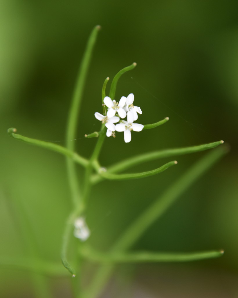 A Little Flower by genealogygenie