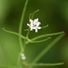 A Little Flower by genealogygenie