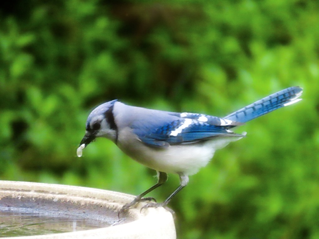 Blue Jay dunking his lunch by mzzhope