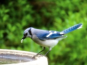 9th May 2021 - Blue Jay dunking his lunch