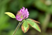 6th May 2021 - Pink Clover